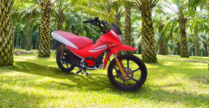 Oil Palm